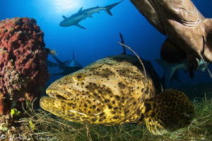goliath grouper (Epinephelus itajara by Mathieu Foulquié 